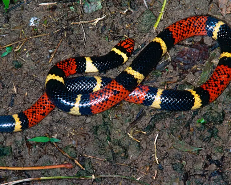 Aquatic Coral Snake - Facts, Diet, Habitat & Pictures On Animalia.bio