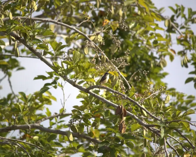 Ashy prinia - Facts, Diet, Habitat & Pictures on Animalia.bio