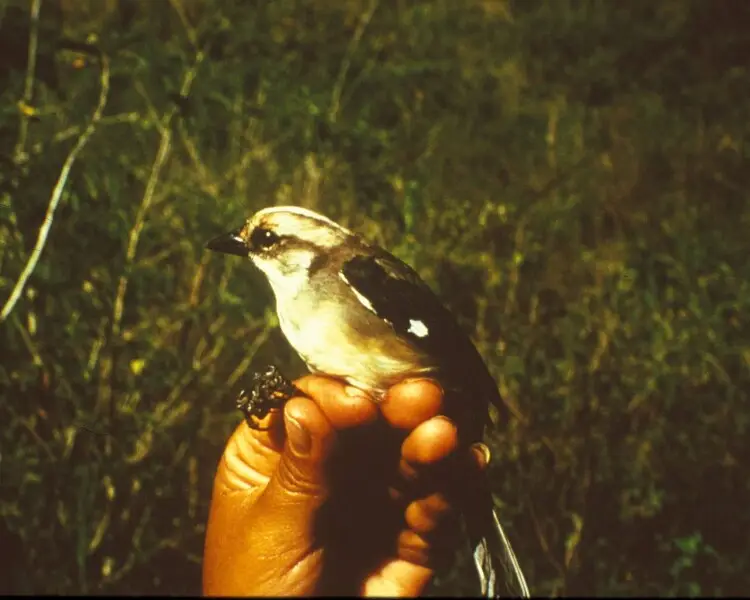 Pale-headed brushfinch