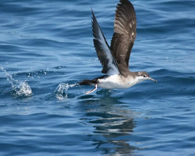 Audubon's Shearwater - Facts, Diet, Habitat & Pictures On Animalia.bio