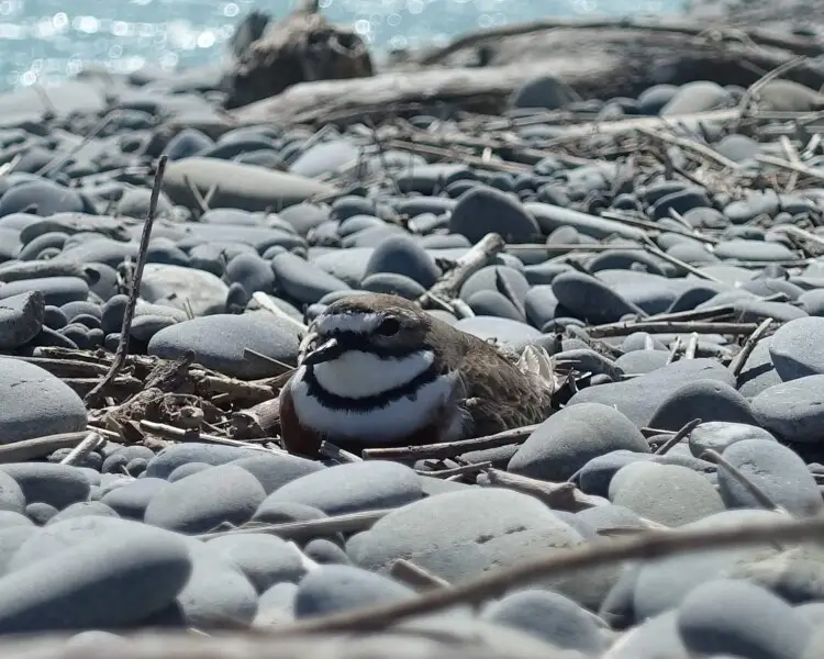Double-banded plover