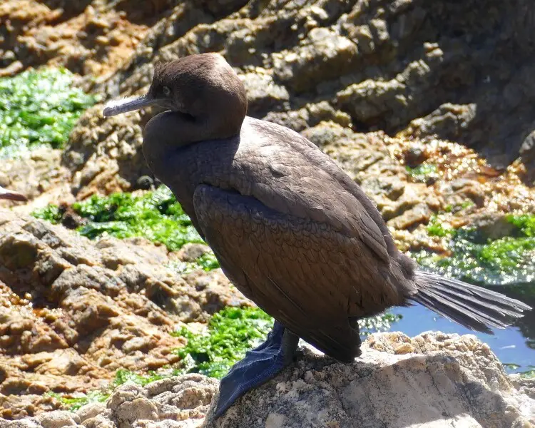 Bank cormorant