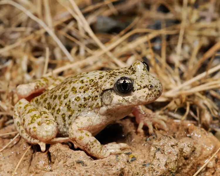 Betic midwife toad