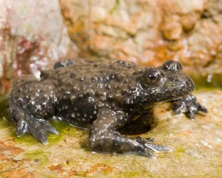 Apennine yellow-bellied toad