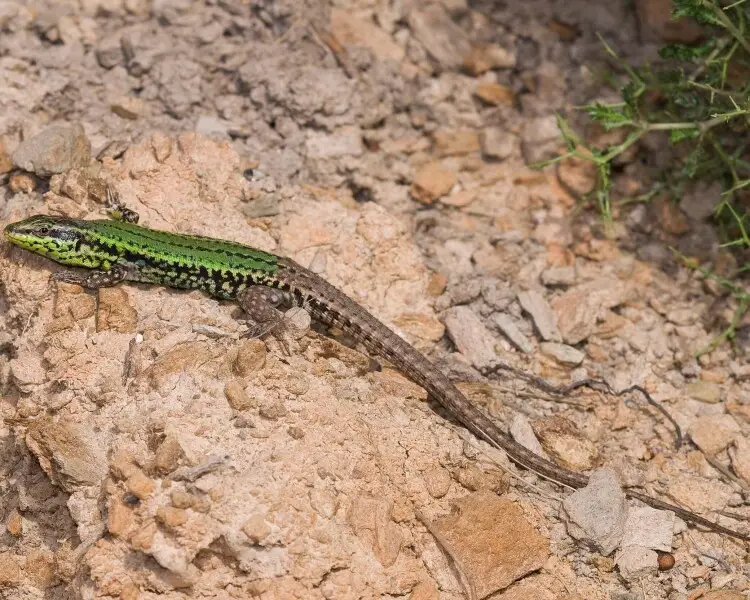 Skyros wall lizard