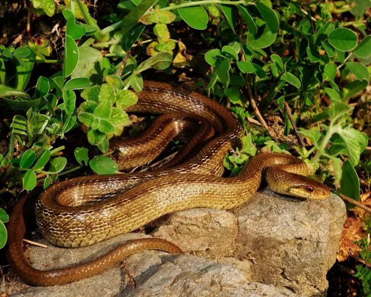 Italian Aesculapian snake