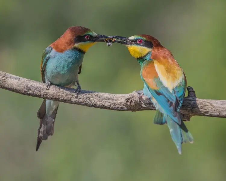 European bee-eater - Facts, Diet, Habitat & Pictures on 
