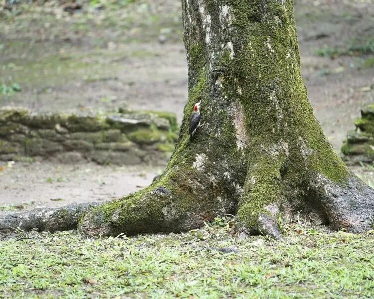 Velasquez's woodpecker