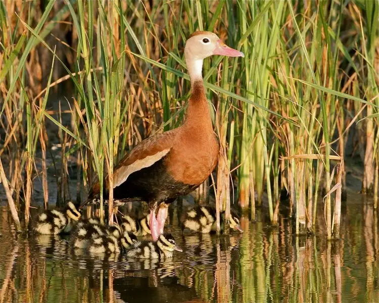 Black-bellied Whistling Duck - Facts, Diet, Habitat & Pictures On ...