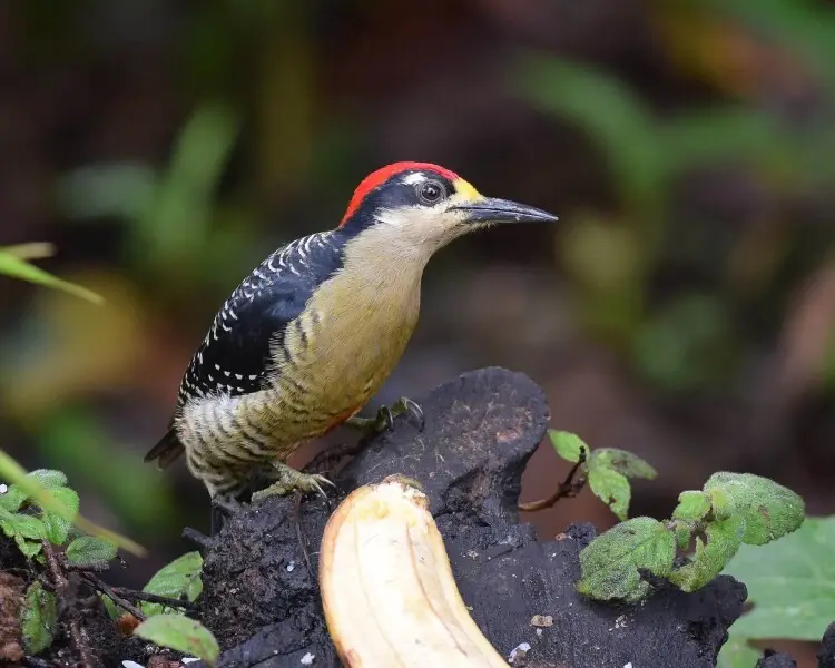 Black-cheeked woodpecker