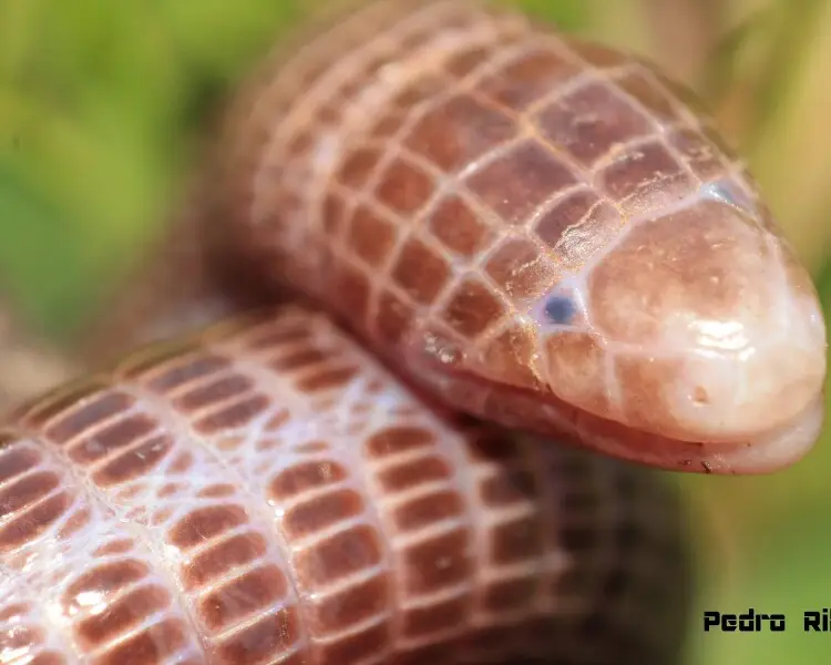 Iberian worm lizard Facts, Diet, Habitat & Pictures on Animalia.bio