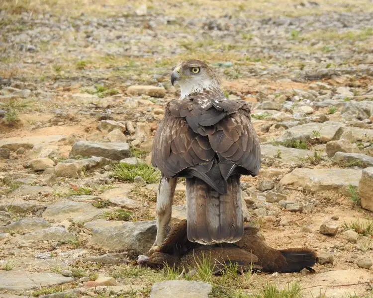 Орел-карлик яструбиний