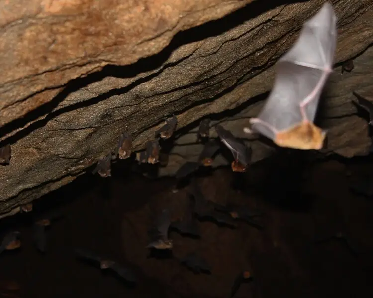 Bornean horseshoe bat