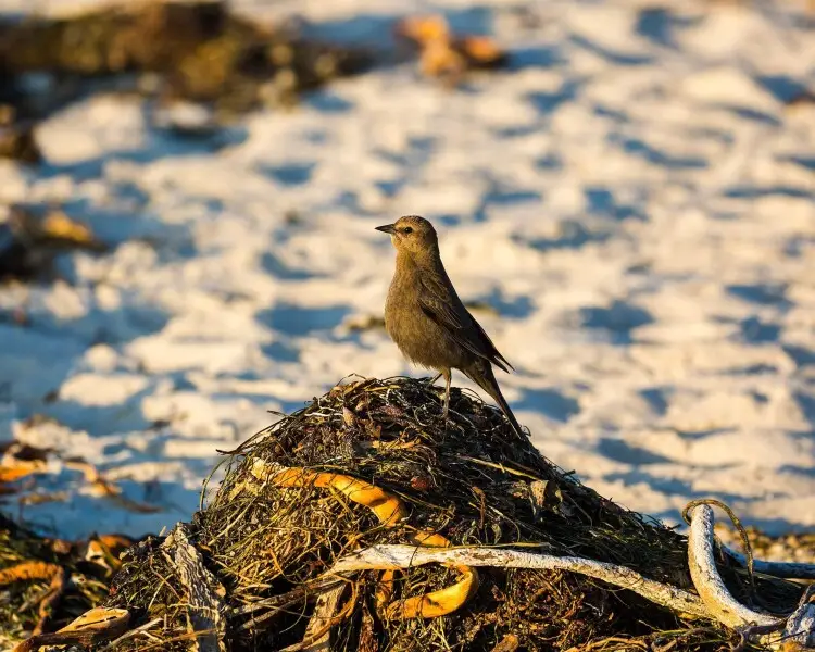 Brewer's Blackbird - Facts, Diet, Habitat & Pictures On Animalia.bio