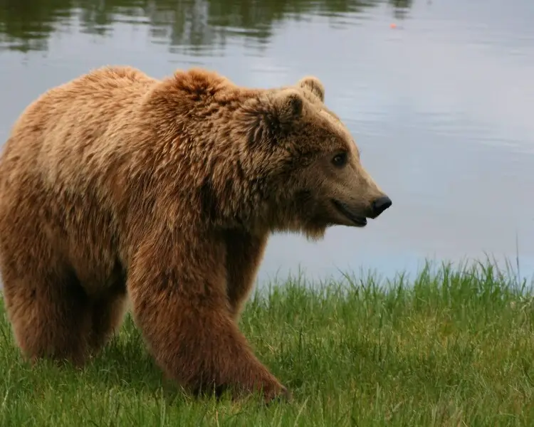 Eurasian brown bear - Facts, Diet, Habitat & Pictures on 