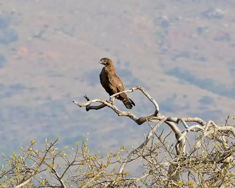 Brown snake eagle
