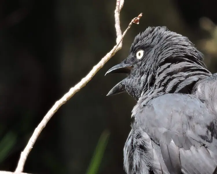 South Melanesian cuckooshrike