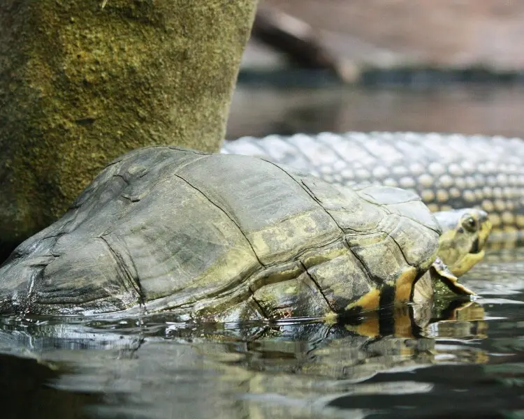 Brahminy river turtle - Facts, Diet, Habitat & Pictures on Animalia.bio