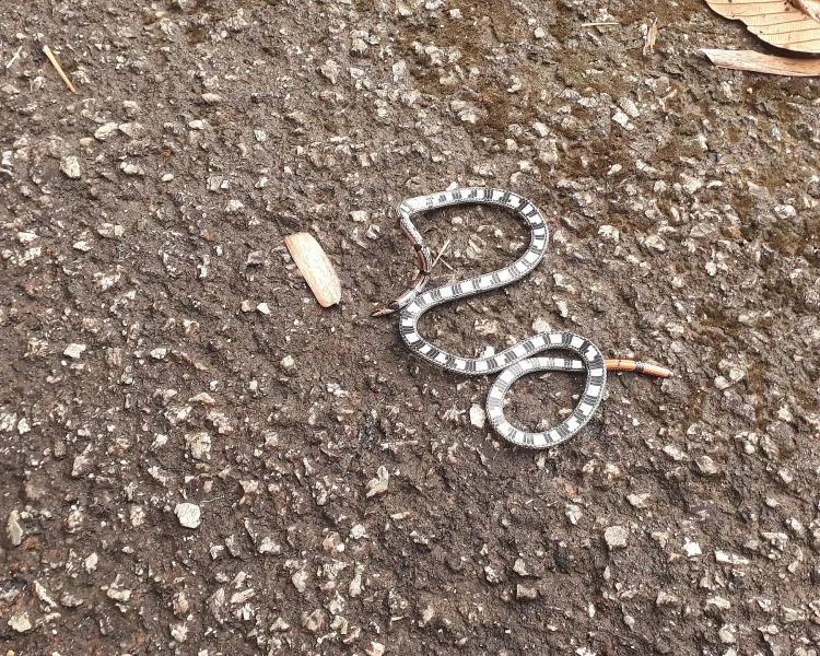 Calliophis gracilis факти, дієта, ареал і фотографії на Animalia.bio