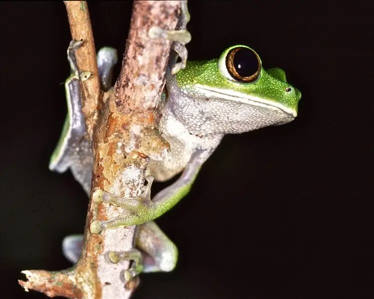 Cameroon forest tree frog