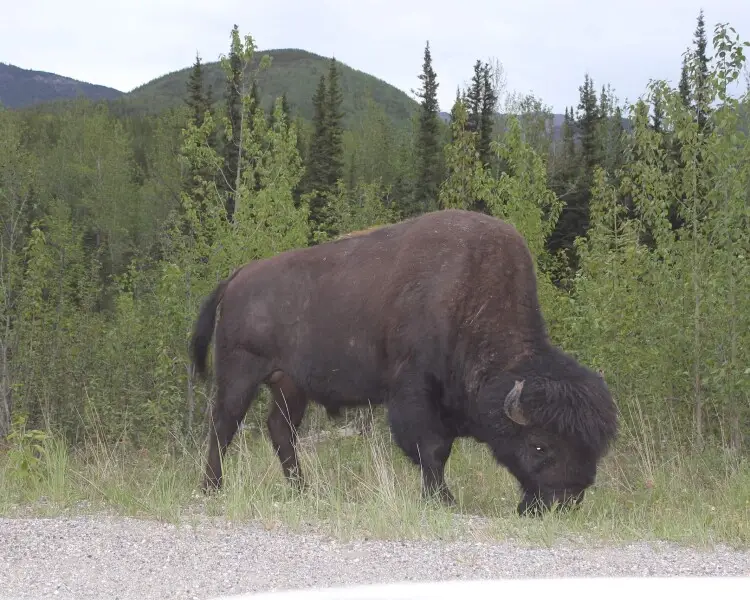 Wood bison - Facts, Diet, Habitat & Pictures on 