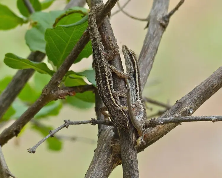 Lygodactylus capensis
