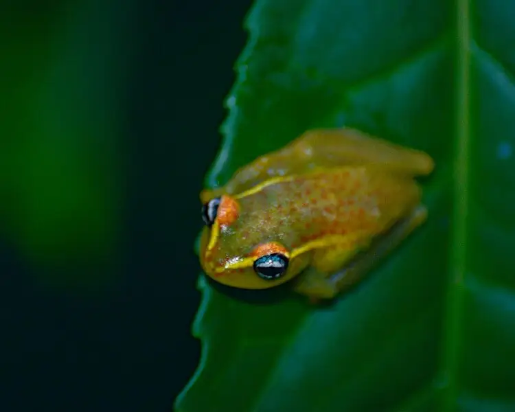 Boophis rappiodes факти, дієта, ареал і фотографії на Animalia.bio