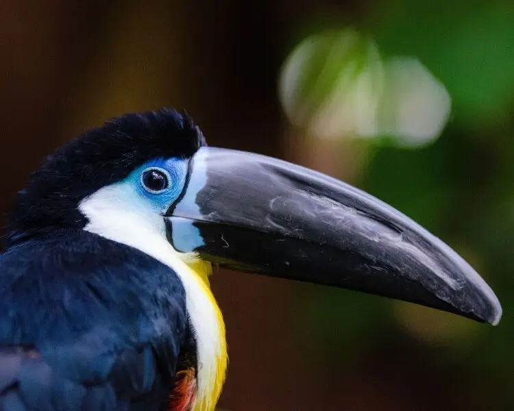 Channel-billed toucan