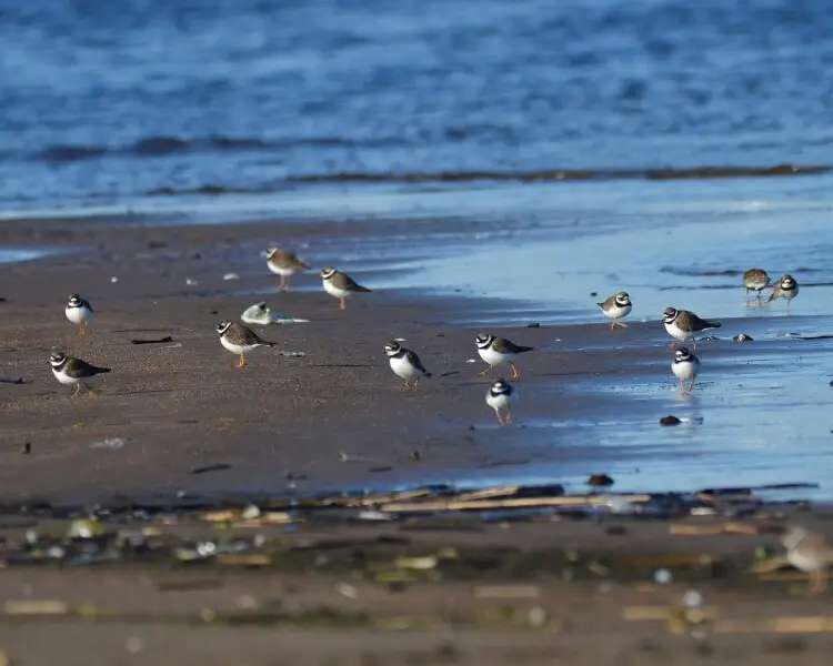 Common ringed plover Facts, Diet, Habitat & Pictures on Animalia.bio