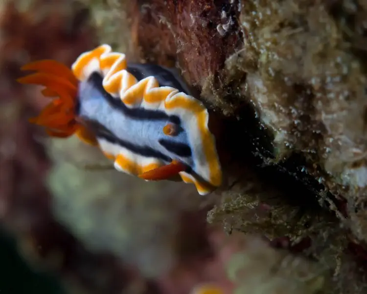 Chromodoris annae