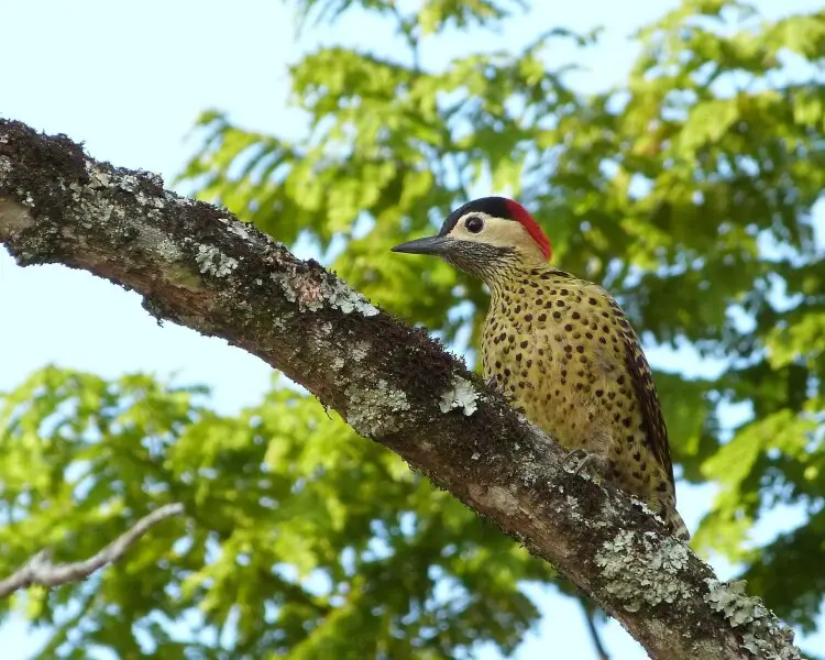 Green-barred woodpecker
