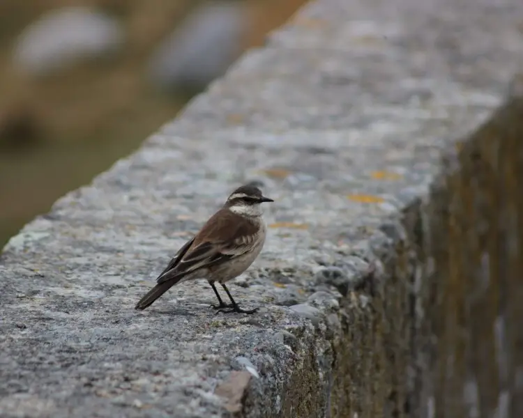 Cream-winged cinclodes
