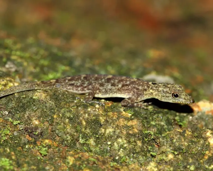 Coastal day gecko
