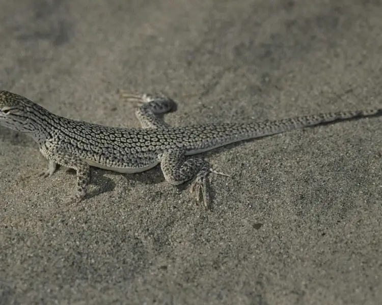 Coachella Valley fringe-toed lizard