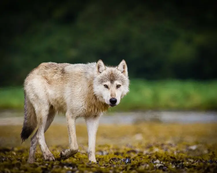 British Columbia wolf