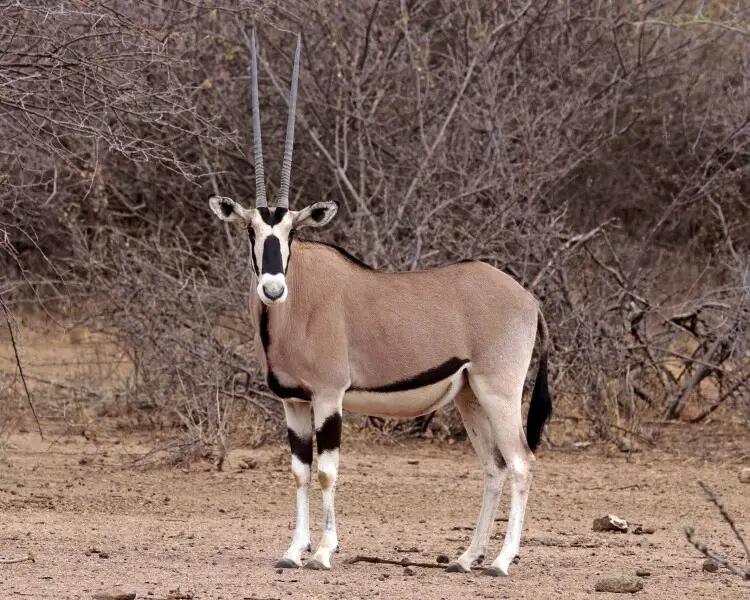 Oryx beisa beisa