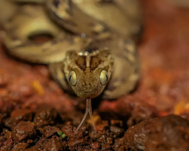 Boiga trigonata