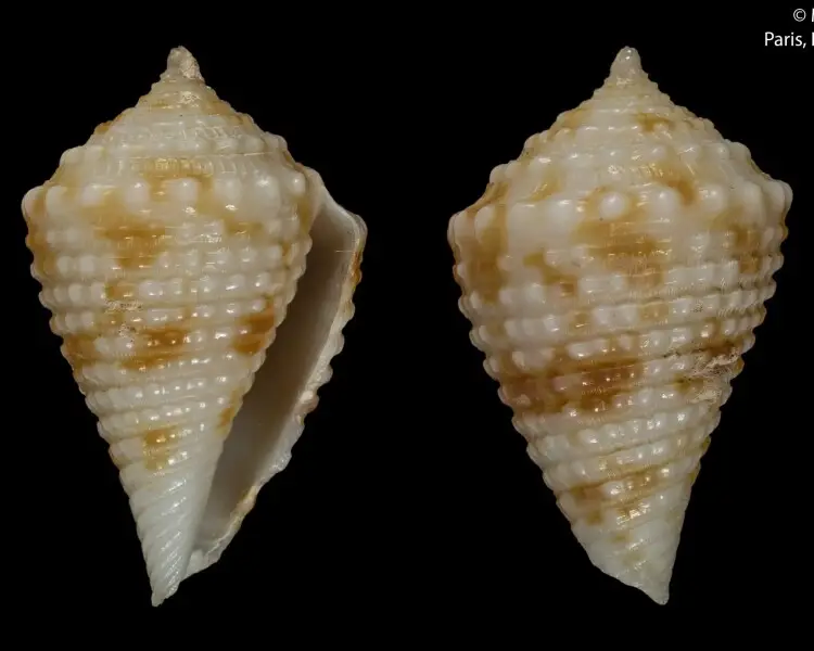 Conasprella eucoronata