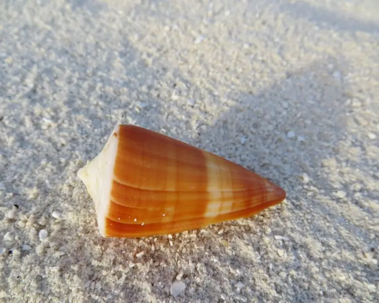 Conus lividus Facts, Diet, Habitat & Pictures on Animalia.bio