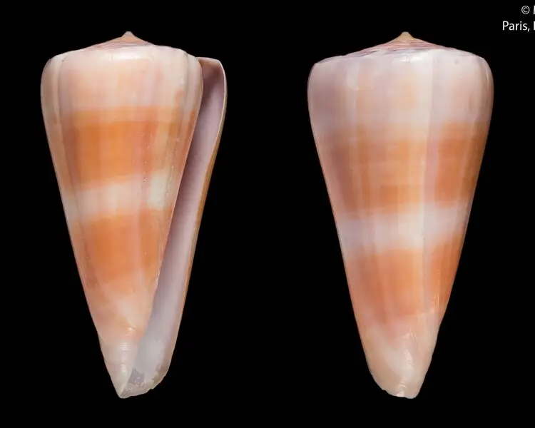 Conus malabaricus