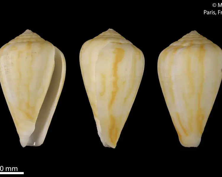 Conus nunesi факти, дієта, ареал і фотографії на Animalia.bio