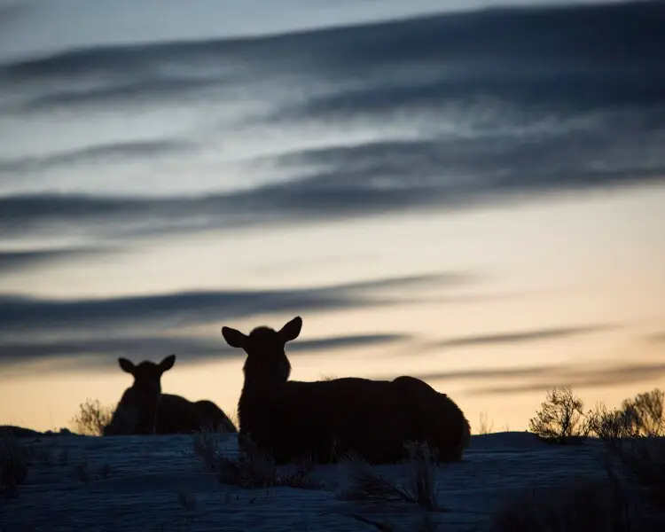 Rocky Mountain elk