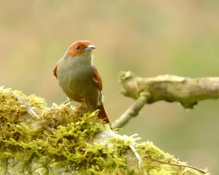 Red-faced spinetail