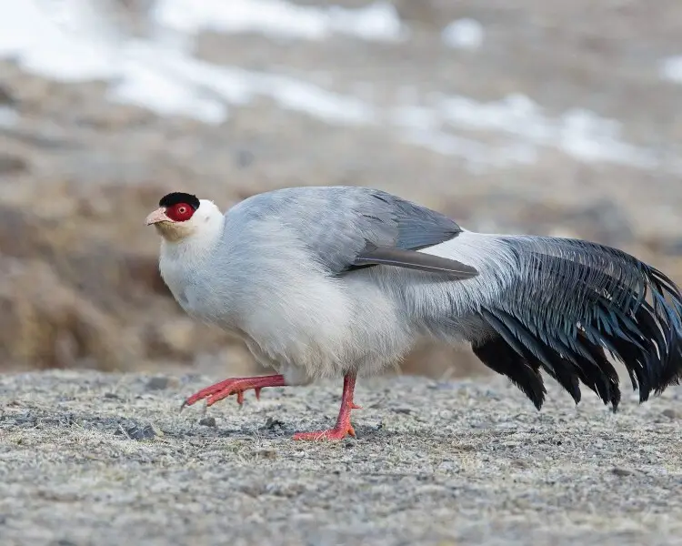 White Eared Pheasant Facts Diet Habitat And Pictures On Animaliabio