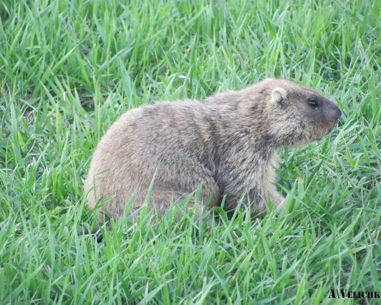 Bobak marmot