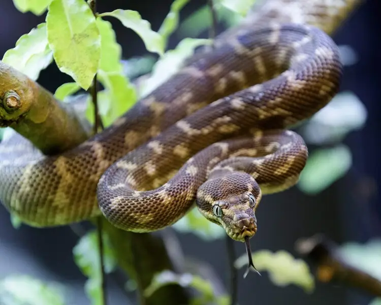 Rough-scaled python