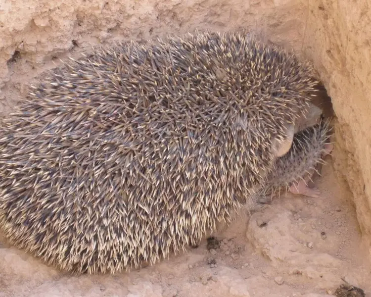 Brandt's hedgehog - Facts, Diet, Habitat & Pictures on 