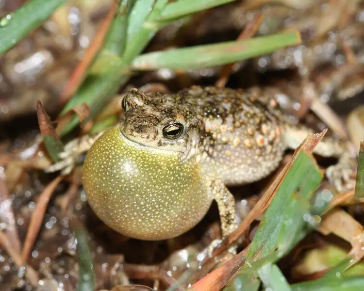 Duttaphrynus scaber Facts, Diet, Habitat & Pictures on Animalia.bio