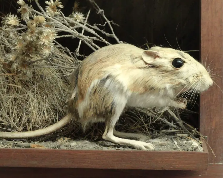 Narrow-faced kangaroo rat