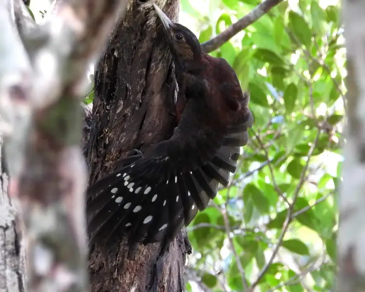Okinawa woodpecker